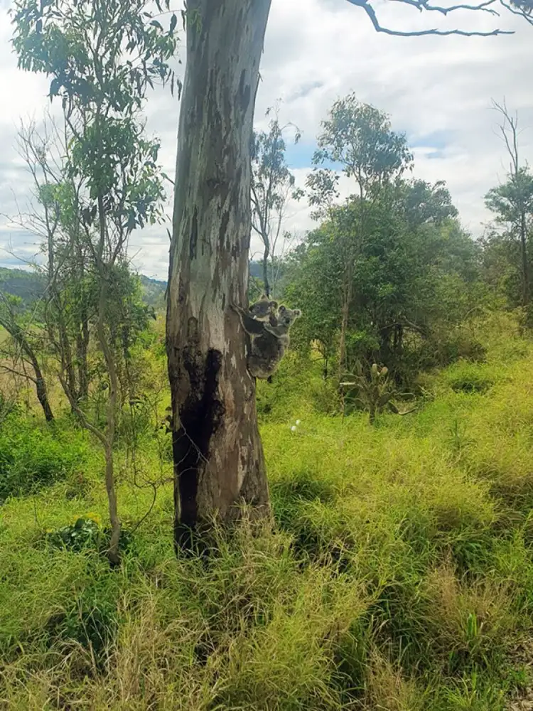 Fifth view of Homely rural property listing, Lot 2 Marshall Rd, Anduramba QLD 4355