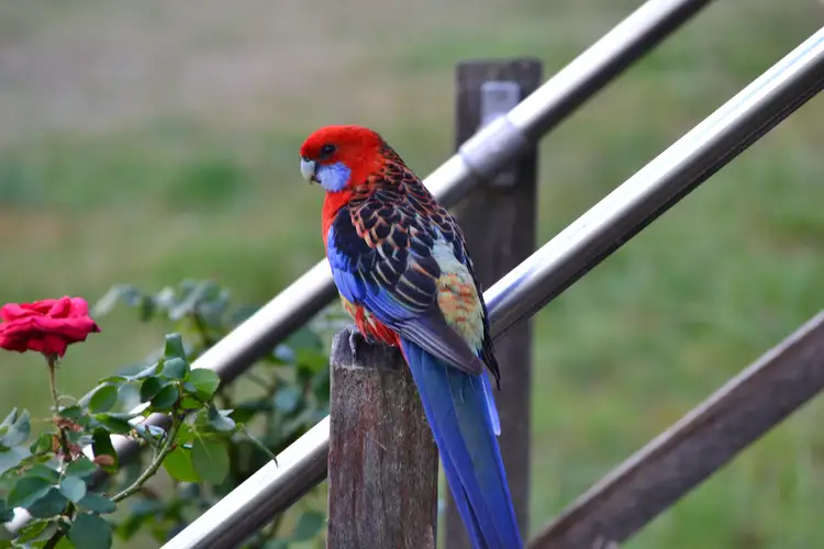 Fifth view of Homely rural property listing, Lot 1 Mt Lindesay Rd, Tenterfield NSW 2372