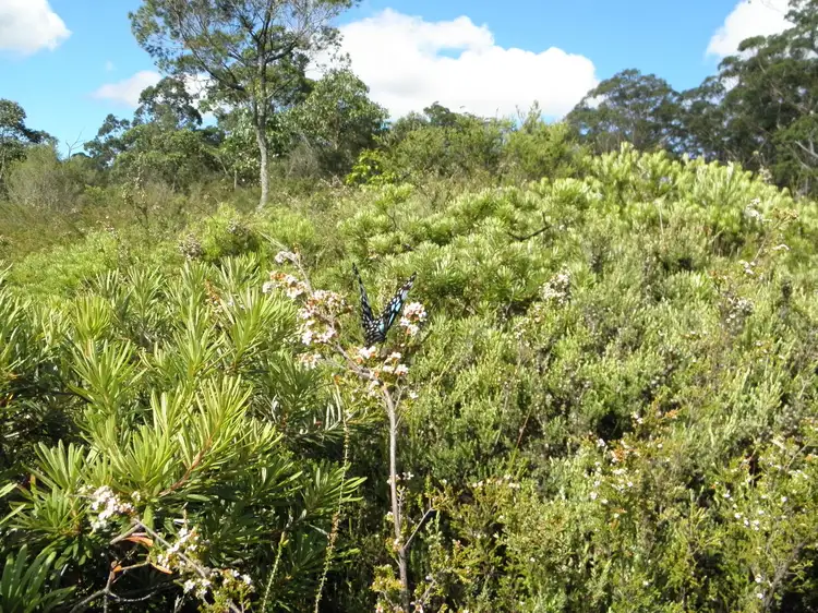 Seventh view of Homely rural property listing, Lot 1 Mt Lindesay Rd, Tenterfield NSW 2372