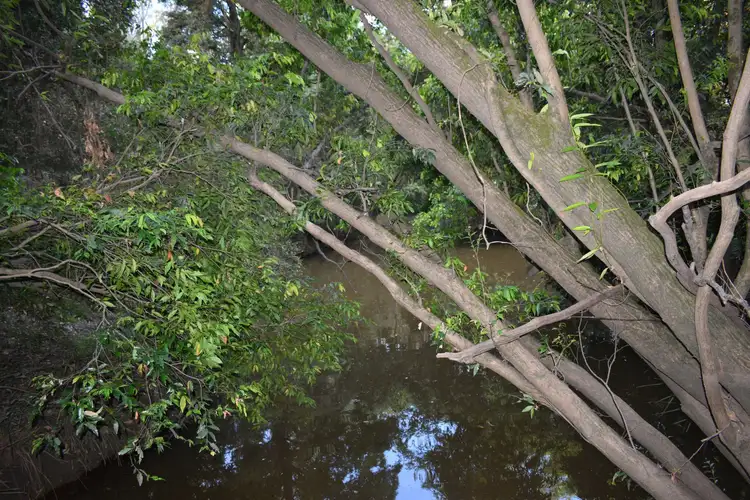 Seventh view of Homely rural property listing, Lot 1 Blackmount Road, Tiaro QLD 4650