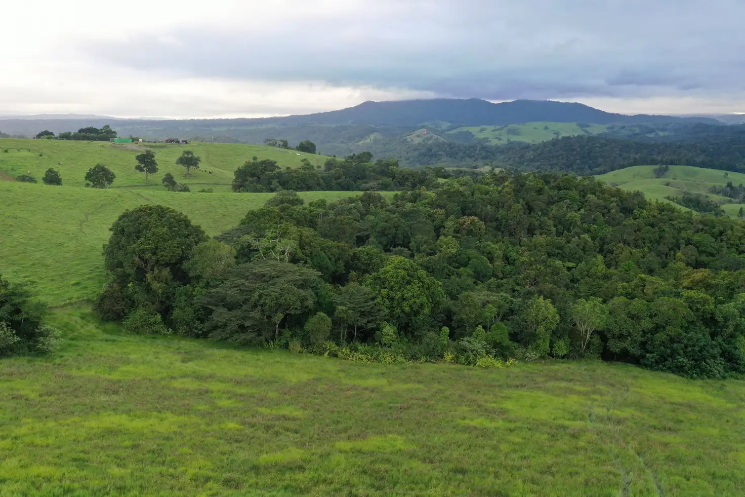 Main view of Homely rural property listing, 4809 Palmerston Highway, Millaa Millaa QLD 4886