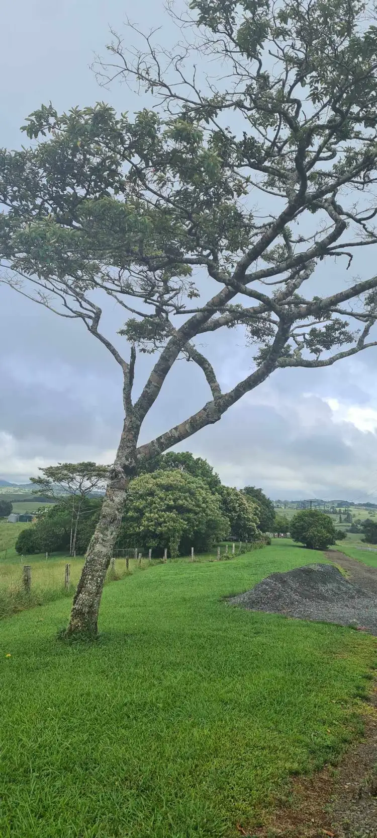 Fifth view of Homely rural property listing, 4809 Palmerston Highway, Millaa Millaa QLD 4886