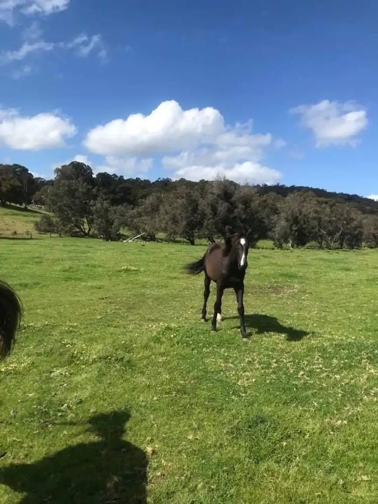 Seventh view of Homely land listing, Lot 205 Nanga Brook rd, Waroona WA 6215