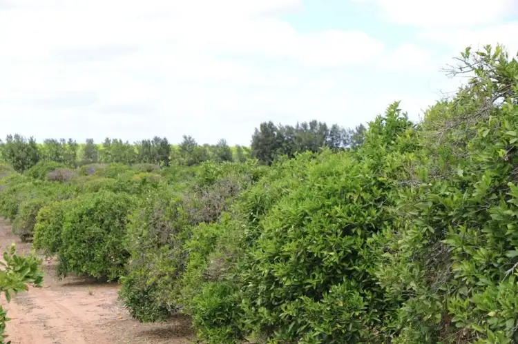 Fourth view of Homely rural property listing, 167 William Morgan Road, Golden Heights SA 5322