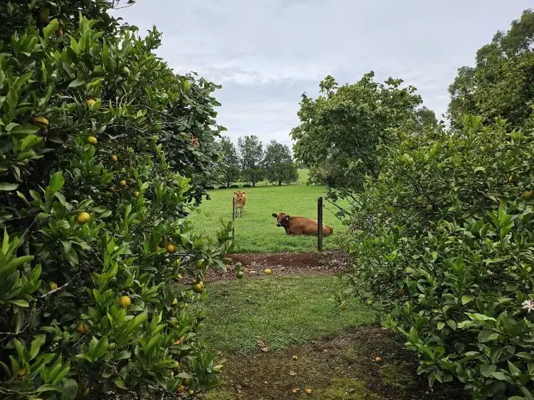 Main view of Homely rural property listing, 61 Rendell Road, Neerim East VIC 3831