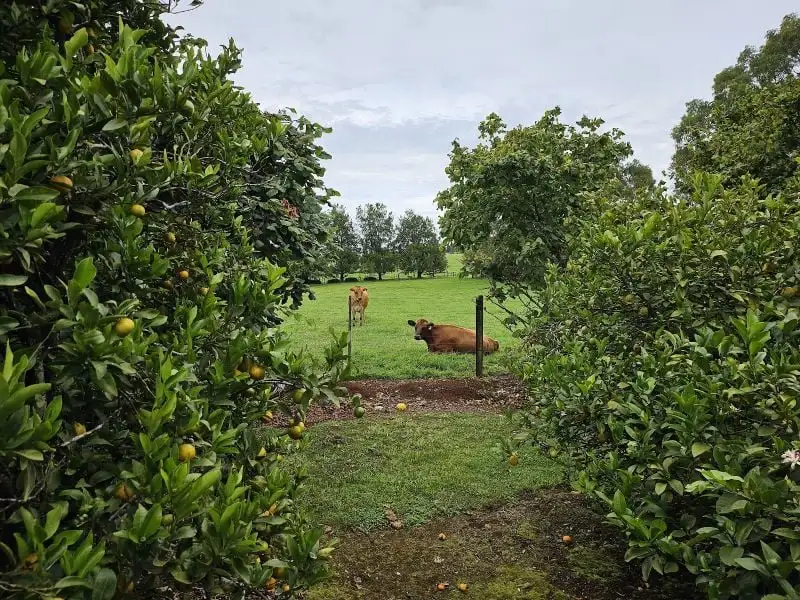 Main view of Homely rural property listing, 61 Rendell Road, Neerim East VIC 3831