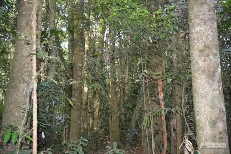 Seventh view of Homely rural property listing, 920 East Evelyn Road, Evelyn QLD 4888