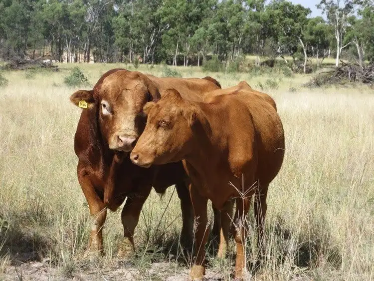 Sixth view of Homely rural property listing, 541 Auburn Road, Chinchilla QLD 4413