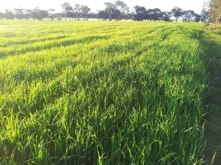 Seventh view of Homely rural property listing, Address available on request