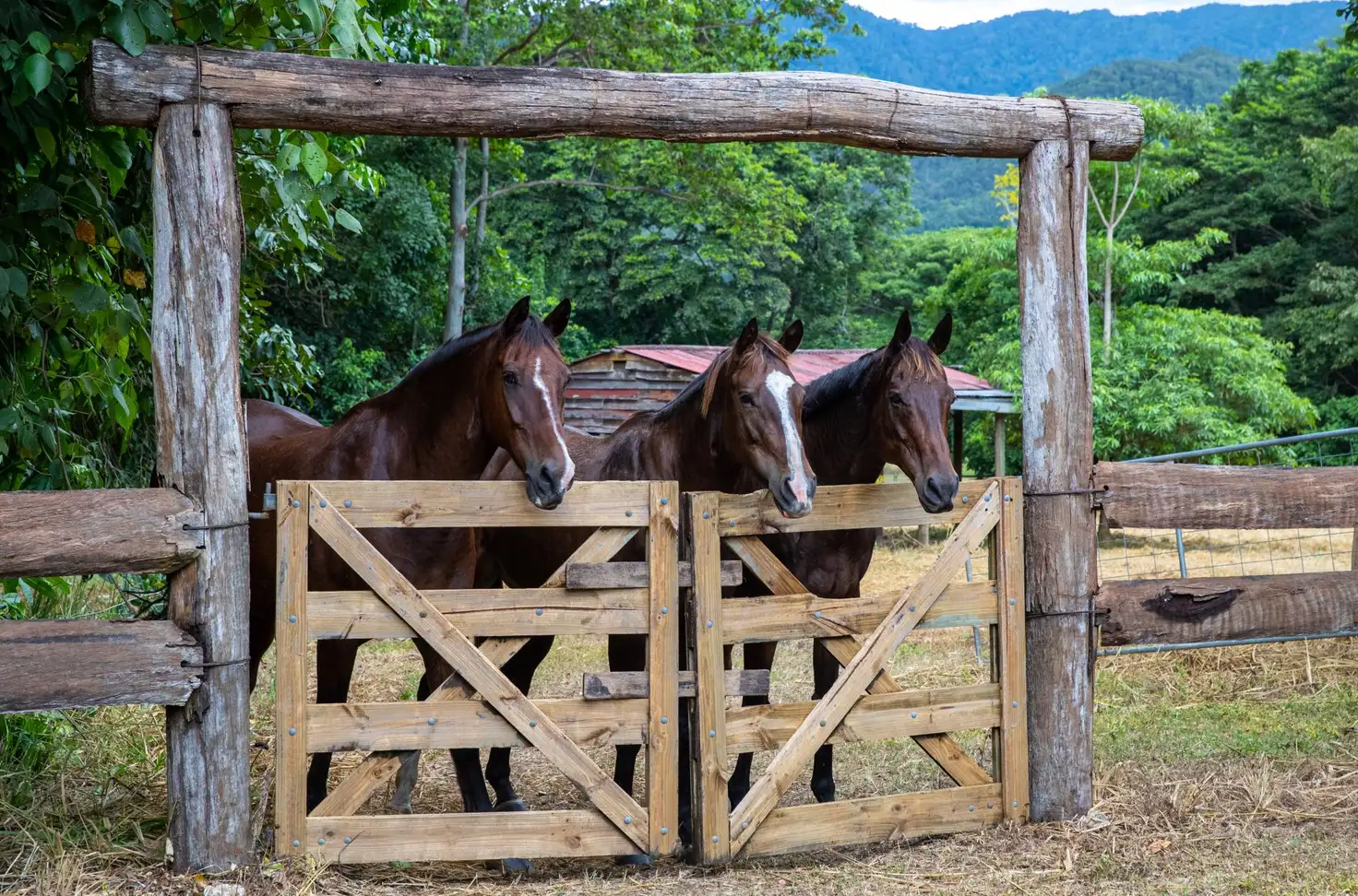 Main view of Homely rural property listing, 364 Little Mulgrave Road, Little Mulgrave QLD 4865