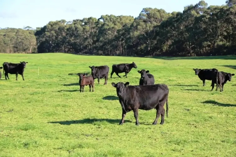 Fourth view of Homely rural property listing, 146 Stuarts Road, Montagu TAS 7330