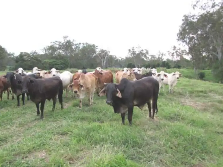 Third view of Homely rural property listing, 00 Raglan Station Road, Raglan QLD 4697