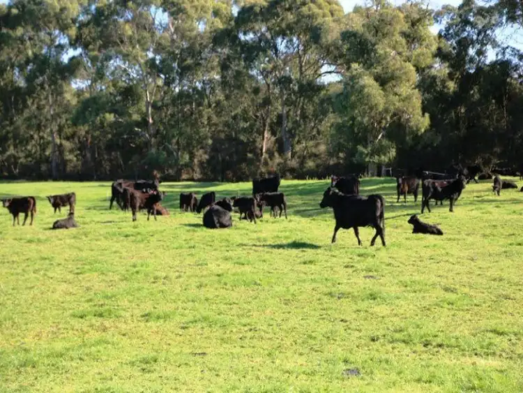 Seventh view of Homely rural property listing, 39 Cnr Wilson's Roads & Quilliams Roads, Montagu TAS 7330