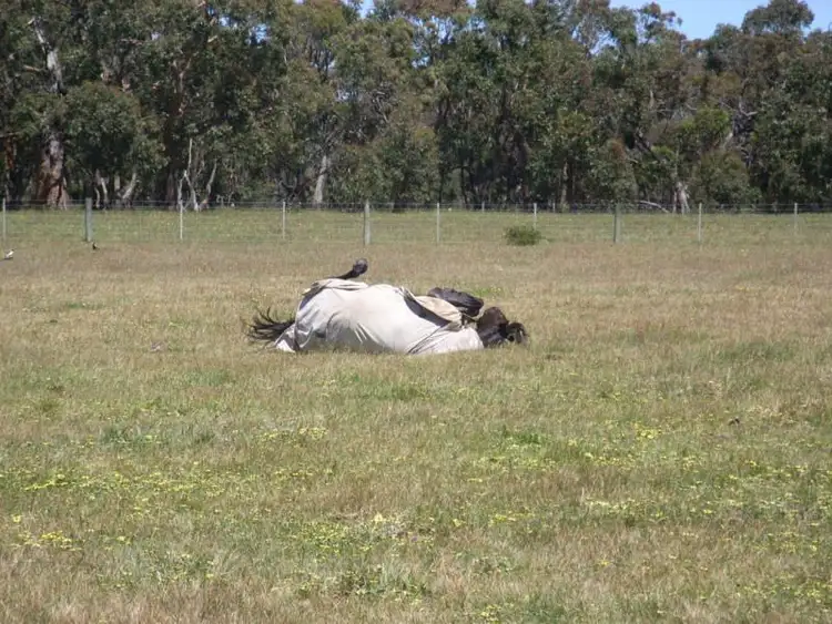 Fourth view of Homely rural property listing, 835 Nortons Rd, Paraparap VIC 3240
