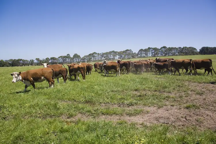 Fourth view of Homely rural property listing, 25 Collyers Road, Warncoort VIC 3243