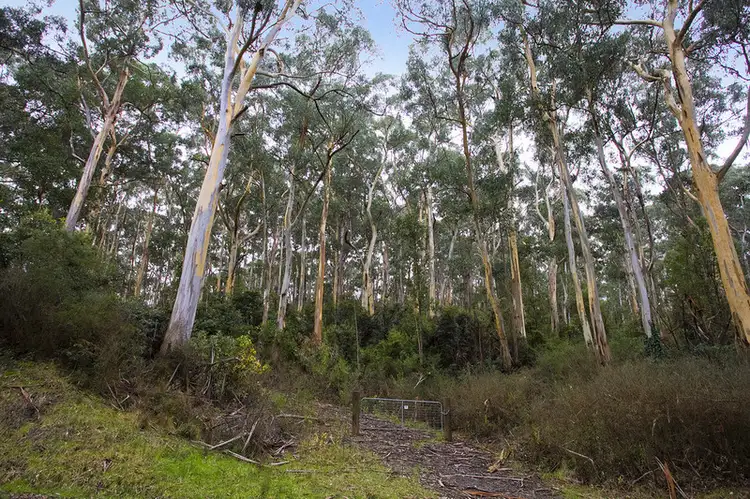 180 Erskine Falls Road, Lorne VIC 3232