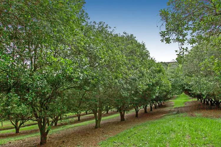 Fifth view of Homely rural property listing, 5 East Road, Dunoon NSW 2480