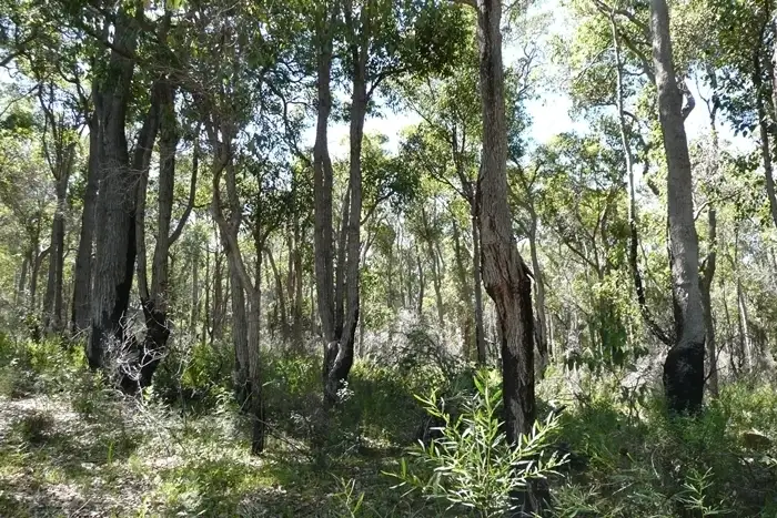 Third view of Homely land listing, 50 Anning Road, Denmark WA 6333