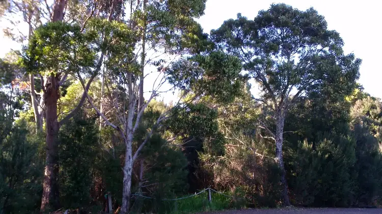 Fifth view of Homely land listing, Lot 8 Harrison Street, Strahan TAS 7468