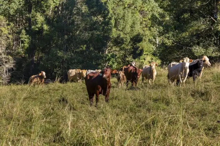 Second view of Homely rural property listing, 288 Tunnel Road, Stokers Siding NSW 2484