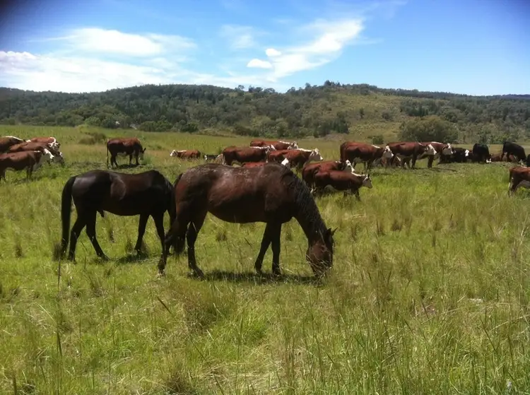 Third view of Homely rural property listing, 989 South Valley Road, Ashford NSW 2361