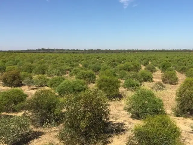 Fifth view of Homely rural property listing, Lot 225 DP86764, Lot 229/DP 86765 Bowman Rd, Koorda WA 6475
