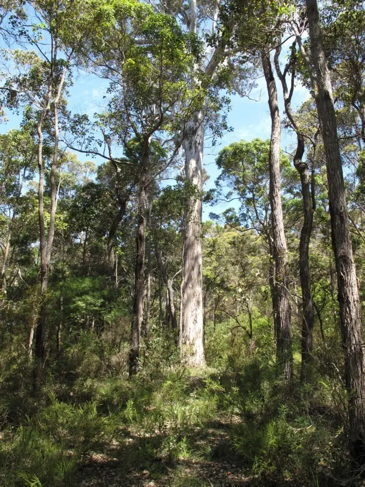 Seventh view of Homely rural property listing, Lot 628 Redman Road, Denmark WA 6333