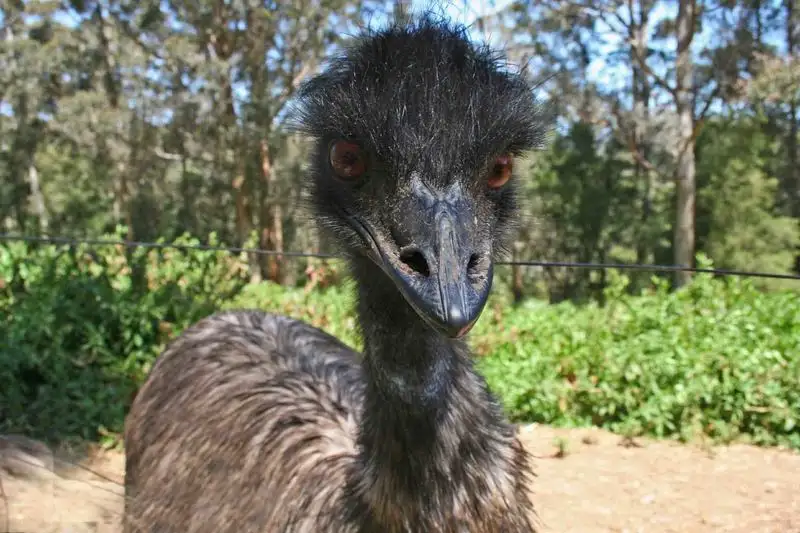 Main view of Homely land listing, Lot 76 Honeymyrtle Crt, Denmark WA 6333