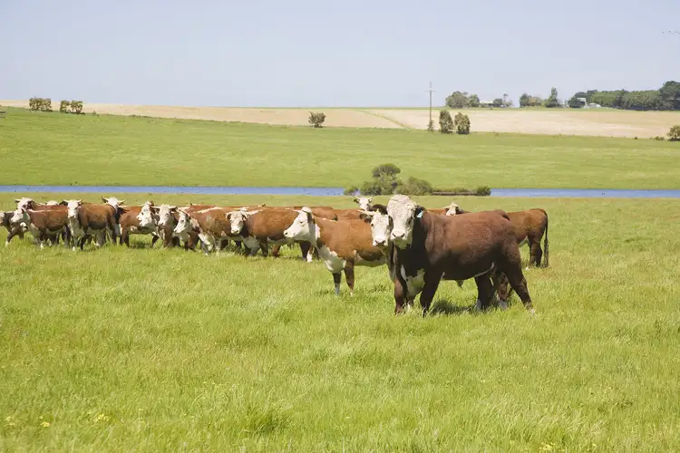 Second view of Homely rural property listing, 25 Collyers Road, Warncoort VIC 3243