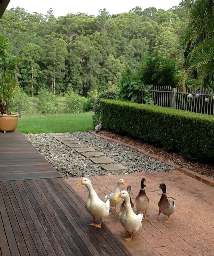 Main view of Homely rural property listing, 147 Upper Orara Rd, Karangi NSW 2450