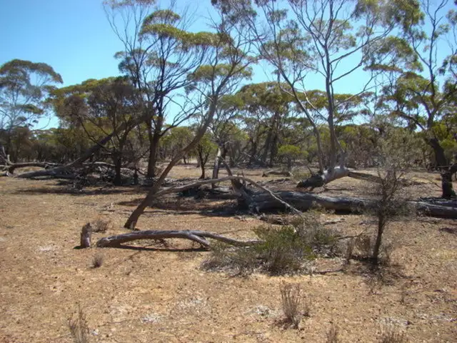 Third view of Homely rural property listing, Lot 225 DP86764, Lot 229/DP 86765 Bowman Rd, Koorda WA 6475
