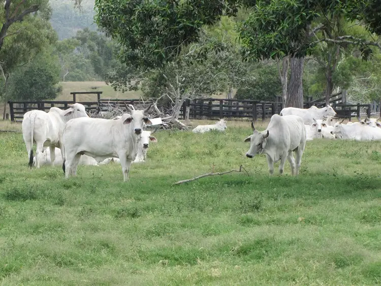 Seventh view of Homely rural property listing, 1330 Raglan Station Road, Raglan QLD 4697