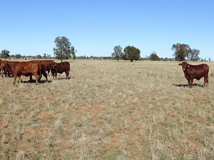 Second view of Homely rural property listing, - Jungle Park, Tullamore NSW 2874