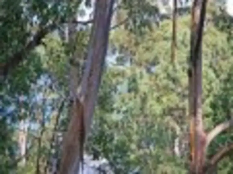 Third view of Homely land listing, 21 Durimbil Avenue, Wye River VIC 3221