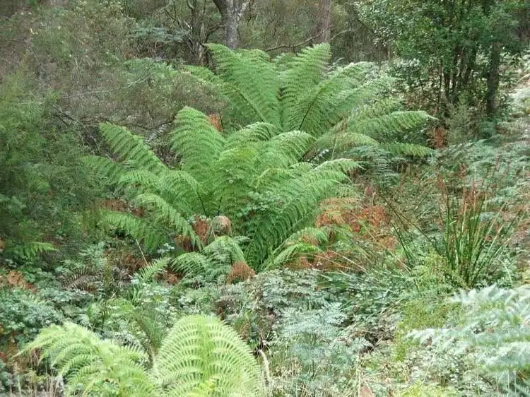 Fifth view of Homely land listing, Woolleys Road, Lonnavale TAS 7109