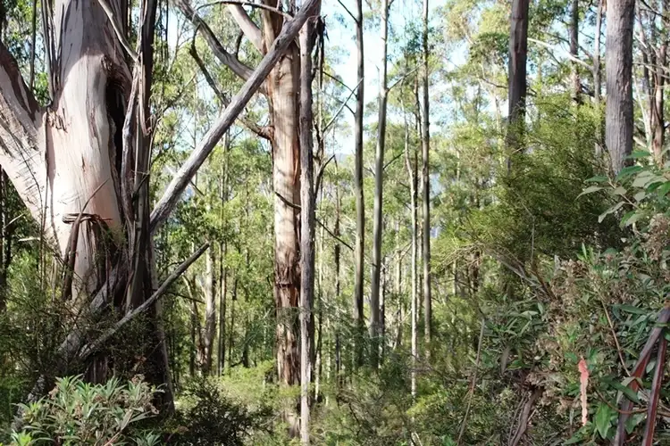 Seventh view of Homely land listing, Land Off Steeles Road, Nicholls Rivulet TAS 7112