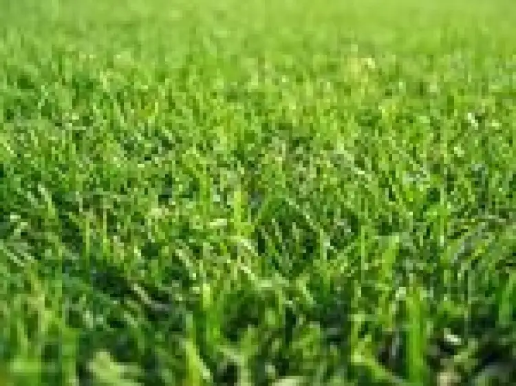 Main view of Homely land listing, LOT 394, 1 Callistemon Place, Wallan VIC 3756