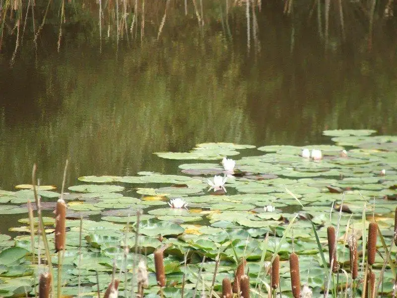 Main view of Homely land listing, Woolleys Road, Lonnavale TAS 7109