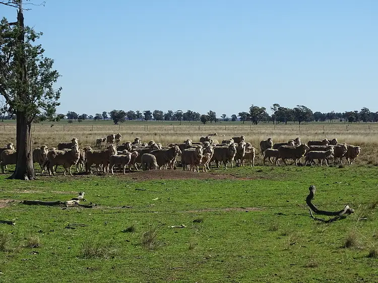 Main view of Homely rural property listing, - Jungle Park, Tullamore NSW 2874