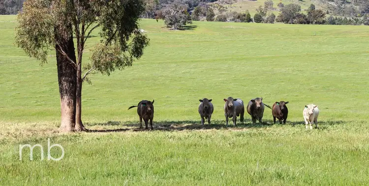 Fourth view of Homely rural property listing, Innisleigh 1108 Reedy Creek Road, Mandagery NSW 2870