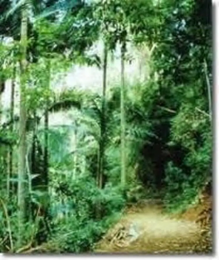 Second view of Homely rural property listing, Lot 35 Weller Road, Ravensbourne QLD 4352