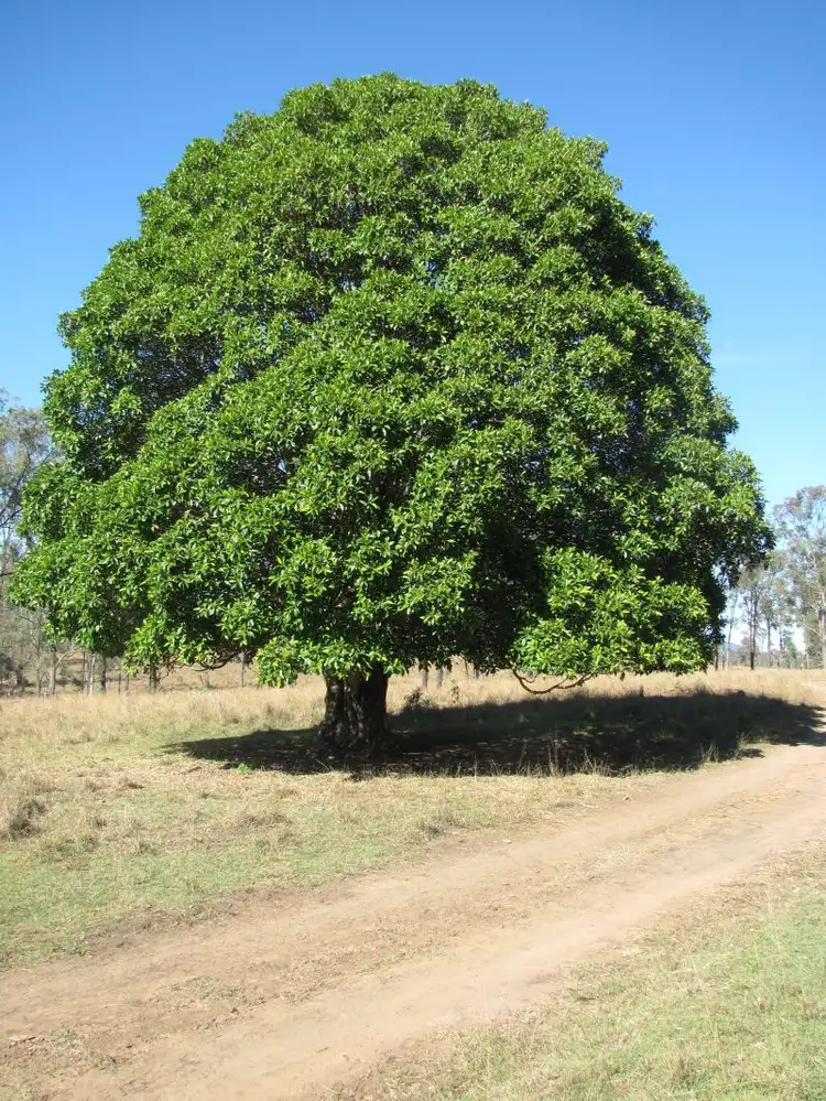 Seventh view of Homely rural property listing, 11 Hayes Road, Rosevale QLD 4340