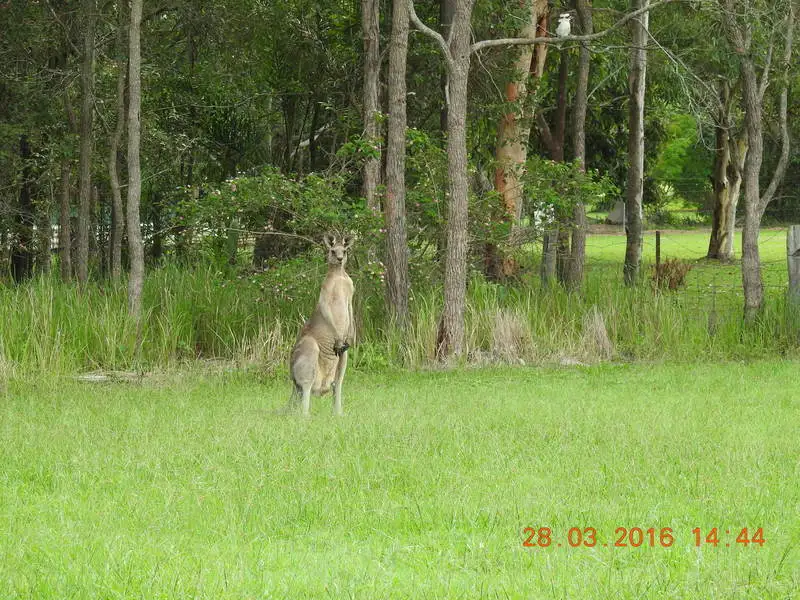 Main view of Homely rural property listing, 93 Boden Road, Wamuran QLD 4512