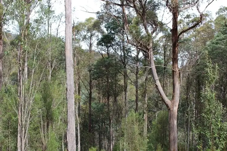 Seventh view of Homely land listing, Lot 5 Wylies Road, Cradoc TAS 7109