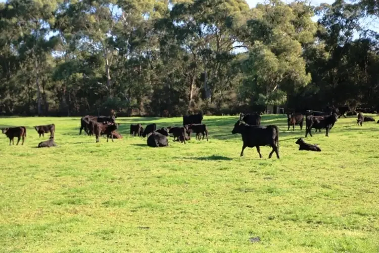 Second view of Homely rural property listing, 146 Stuarts Road, Montagu TAS 7330