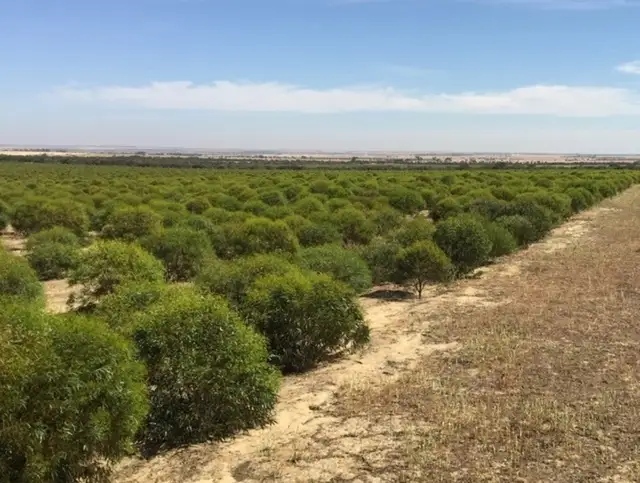 Sixth view of Homely rural property listing, Lot 225 DP86764, Lot 229/DP 86765 Bowman Rd, Koorda WA 6475