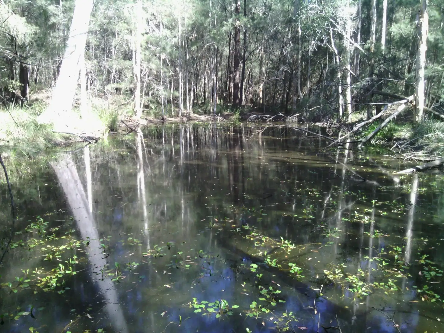 Main view of Homely rural property listing, Lot 1/ 84 Owens Access, Collombatti NSW 2440