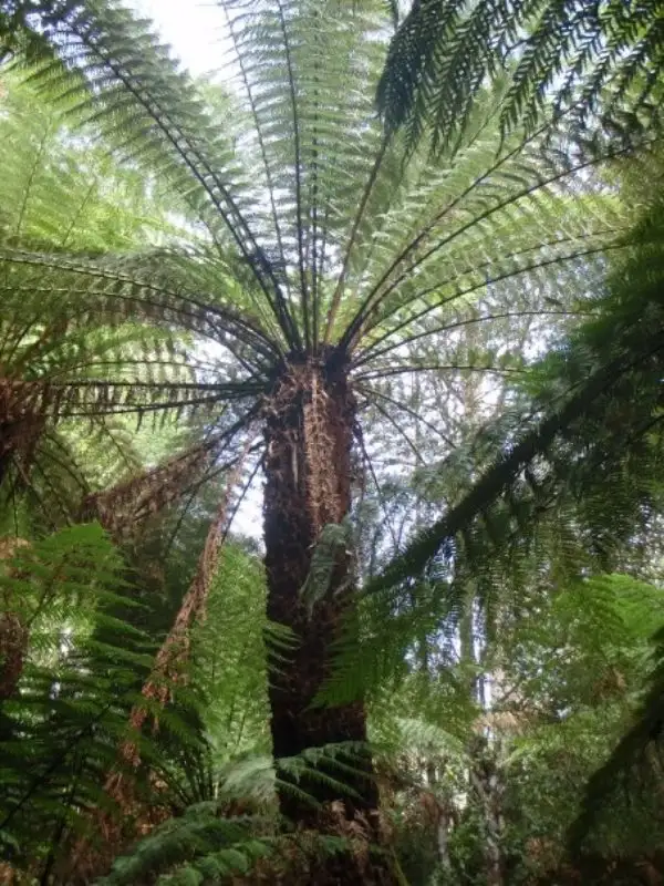 Third view of Homely land listing, Lot 5 Wylies Road, Cradoc TAS 7109