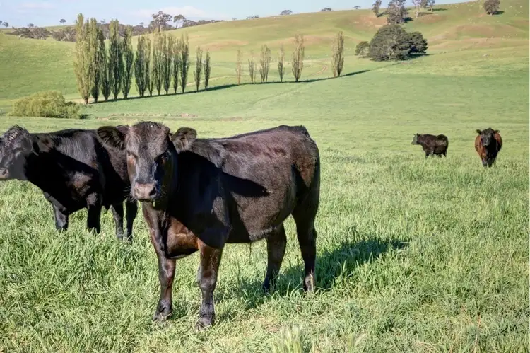 Third view of Homely rural property listing, 1264 Acres, Guyong NSW 2798