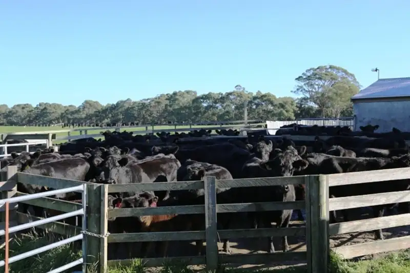 Main view of Homely rural property listing, 146 Stuarts Road, Montagu TAS 7330